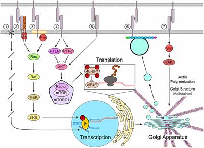 Cell Adhesion Molecules and Protein Synthesis Regulation in Neurons